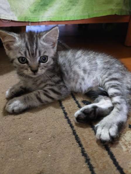 Мраморные шотландские котята в фото 10