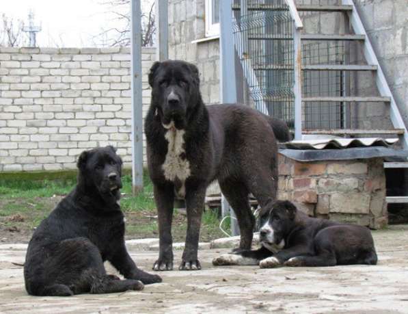 Чёрные щенки алабая в Крымске фото 3