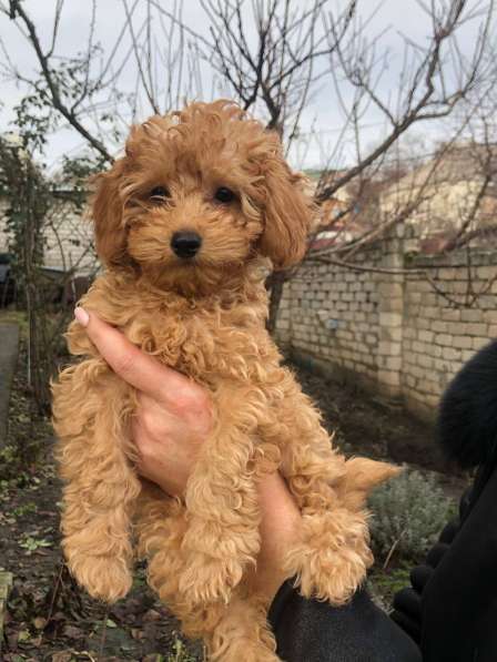 Poodle. Apricot boy в 