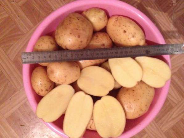 Качественный Тамбовский картофель!