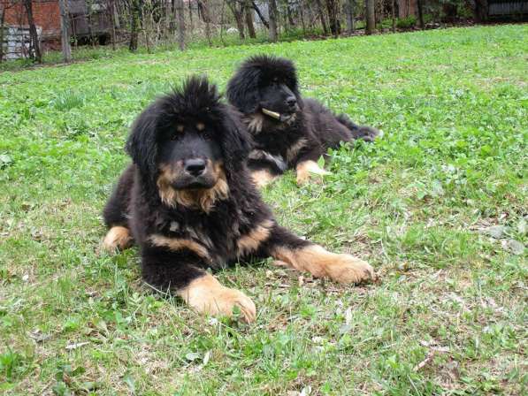 Тибетский мастиф щенки с шикарной родословной в Мытищи фото 10