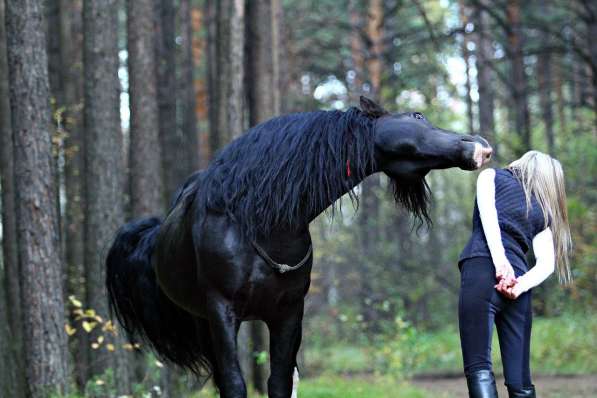 Фотосессия с лошадьми! в Красноярске фото 3