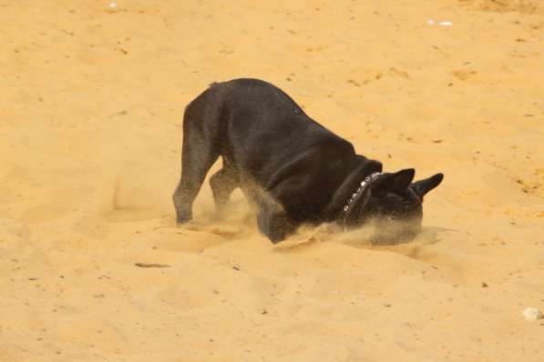 Французский бульдог подрощенная девочка в Москве фото 23