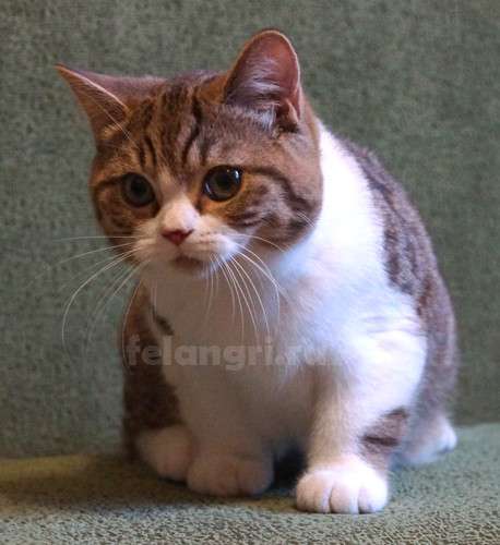 Коты и кошки британские в Новокузнецке фото 17