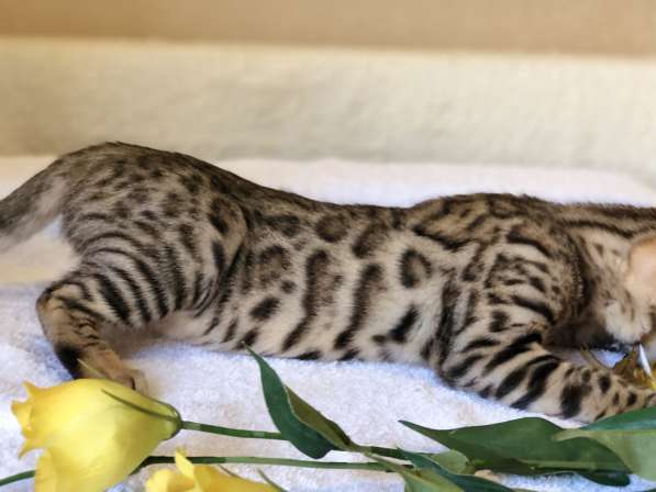 Предлагаются Бенгальские котята из питомника с документами в фото 26