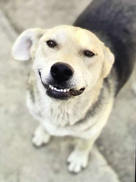 Лучик Собака улыбака ищет дом и любящую семью в Москве фото 6