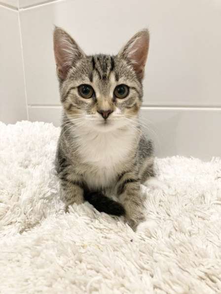 Милый котёнок Тася в добрые руки в Москве фото 11