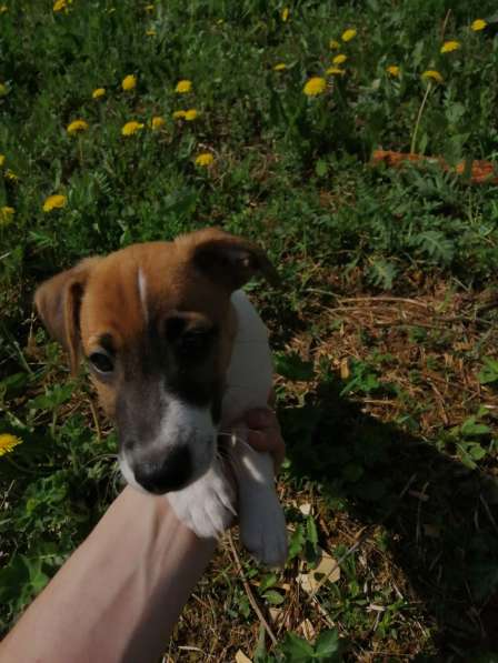 Щенки Джек рассел терьера в Москве