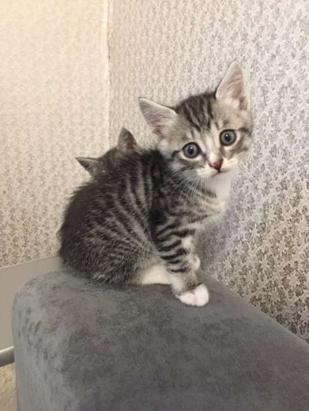 Отдам котят в Нижнеудинске фото 3