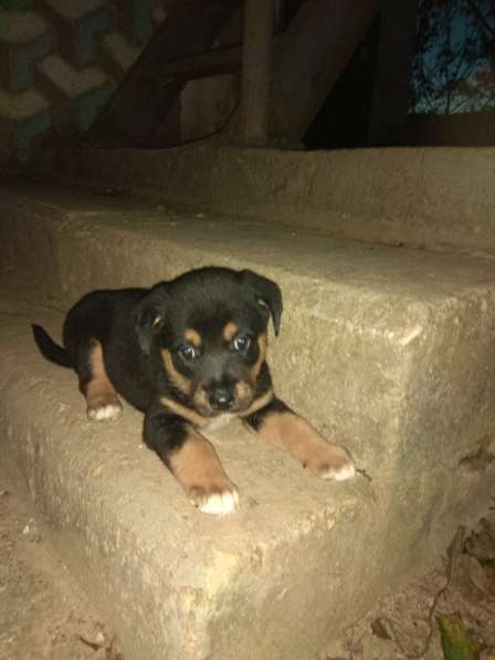 Отдам даром