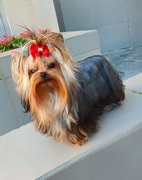 МИНИ МАЛЬЧИК РКФ