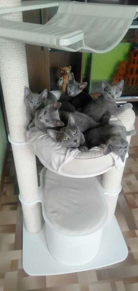 Шикарные котята Русской Голубой