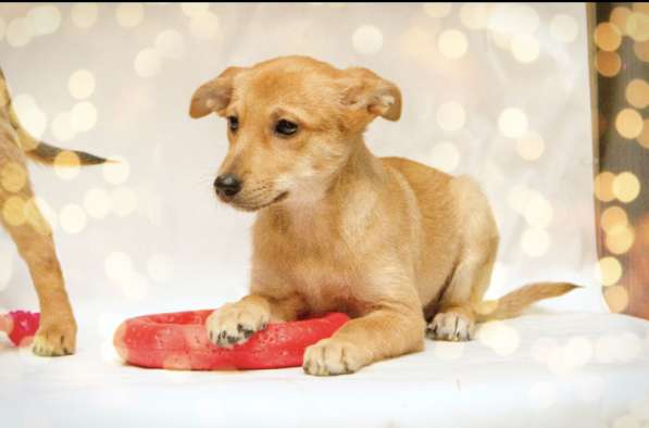 Щенки в добрые руки на Новый год! в Москве фото 3