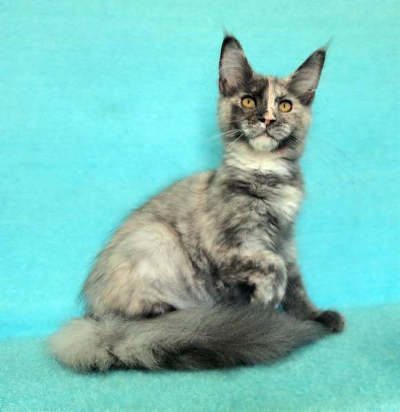 Апельсинки к Новому Году в Рязани фото 65