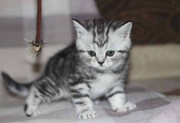 Шотландских породистых котят в фото 12