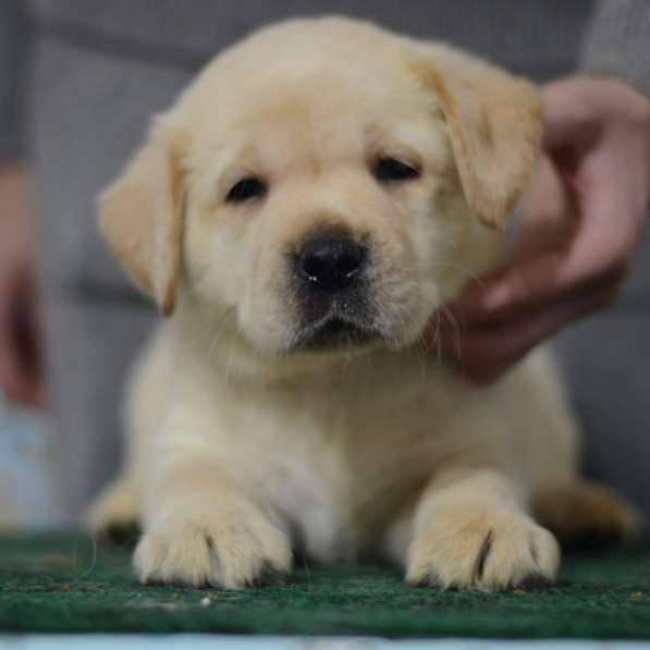 Щенки лабрадора ретривера в фото 18