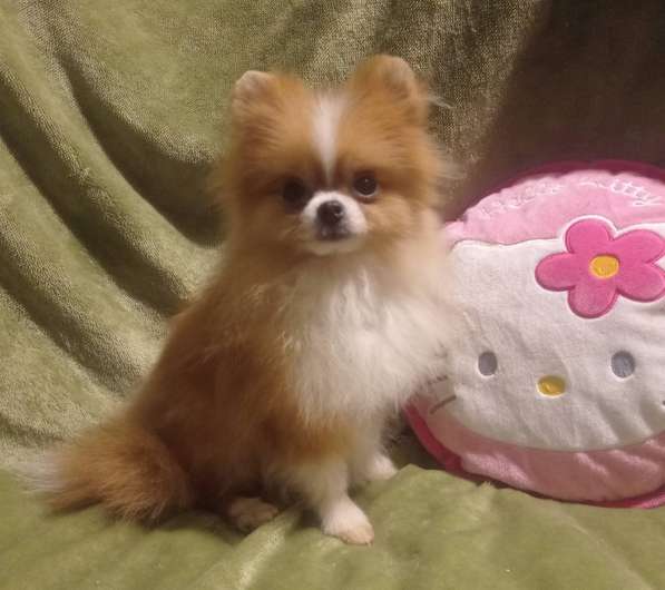 Pomeranian spitz. Micro girl в 