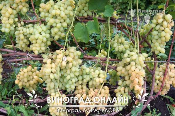 Саженцы элитных сортов неукрывного винограда в Ульяновске