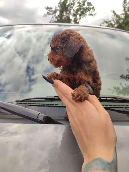 Mängupuudli kutsikas Liana (Щенок Той-Пуделя Лиана) в фото 10