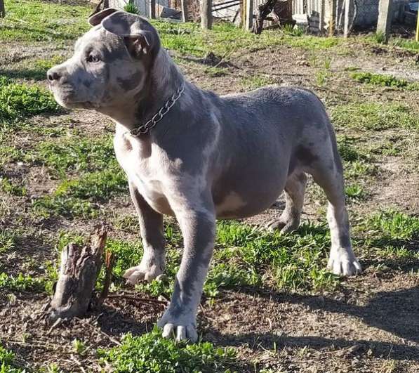 Американ Булли голубой мерле Мальчик хулиган в фото 11