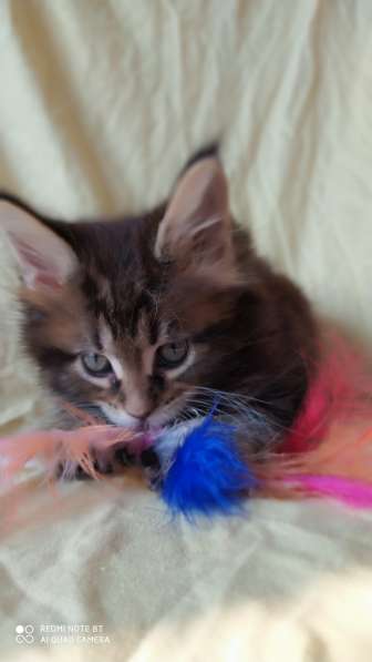 Продажа котят мейн-кун в Омске фото 18