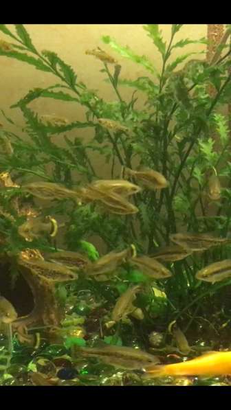 Амека глянцевая - живородка, чистильщик в Екатеринбурге фото 7