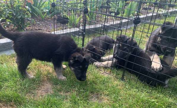 Щенки ВЕО с документами в Санкт-Петербурге фото 31