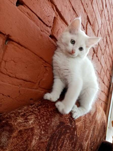 Два белых котёнка-мальчика в Рязани фото 3