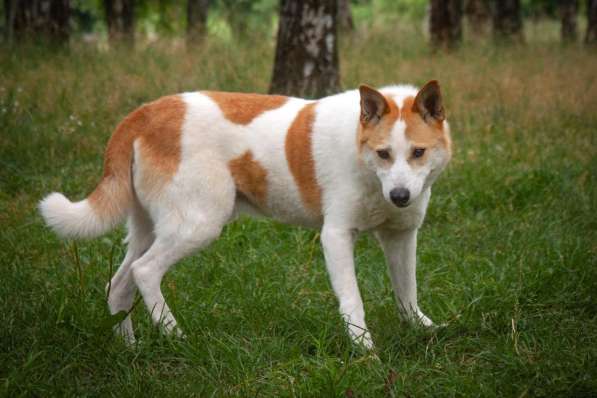 Лучший Друг Макс ищет семью в Москве фото 7