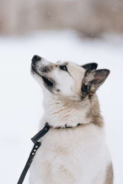 Суперактивная Халва в Москве фото 12