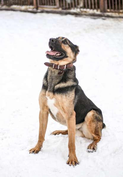 Брюс ищет семью в Москве фото 14