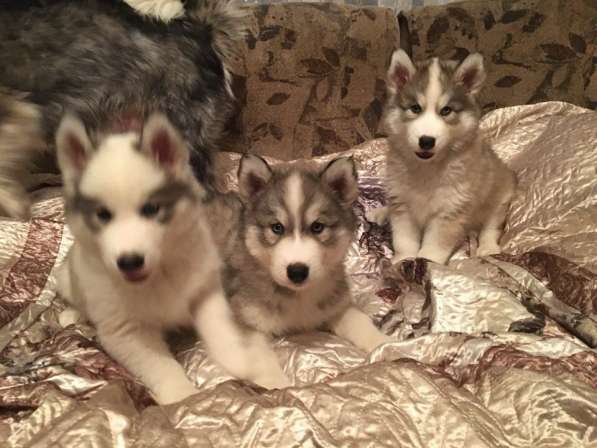 Хасята в Раменское фото 4