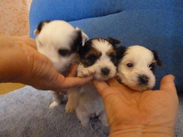 Бивер йоркширский терьер в Балаково фото 17