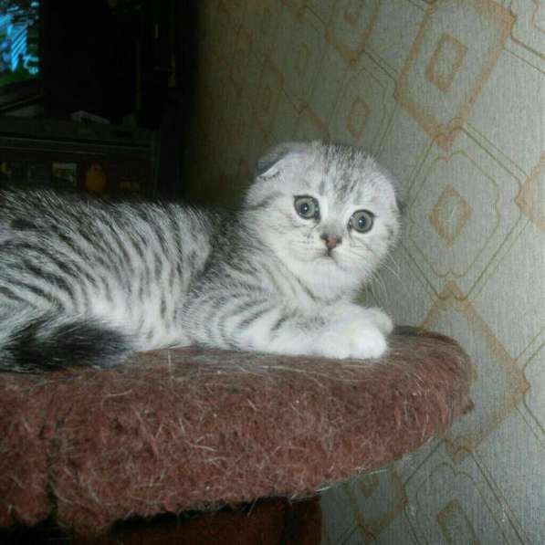 Вязка с вислоухим шиншилловым котом в Костроме