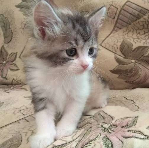 Котята курильского бобтейла в Астрахани фото 7