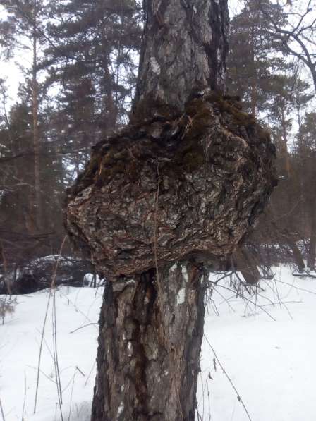 Продам кап и сувель березовый в Искитиме