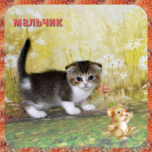 Шотландская в Москве фото 6