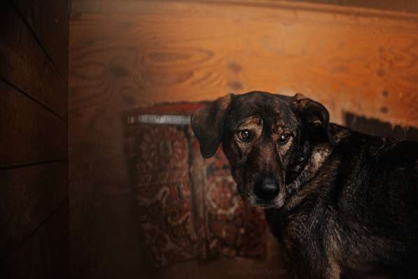 Надёжный Друг Курт ищет семью в Москве фото 21