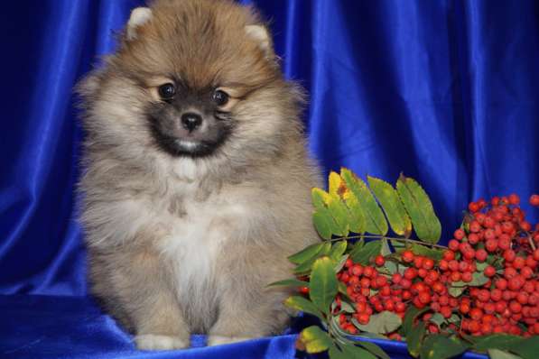 Шпицы мальчики и девочки в Москве фото 8