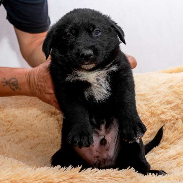 Щенки в дар в Москве фото 8