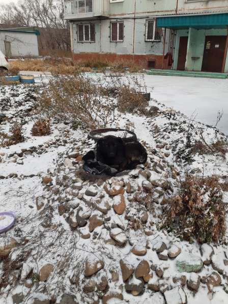 Помогите обрести собаке дом в Новокузнецке фото 12