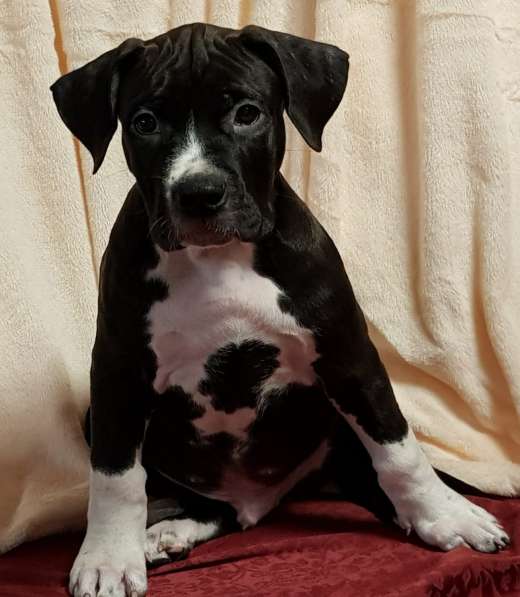 Американский стаффордширский терьер Мальчик Купирован в Москве фото 3