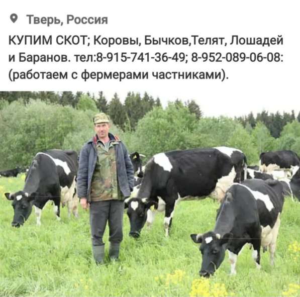 КУПИМ СКОТ в Тверском областе в Твери
