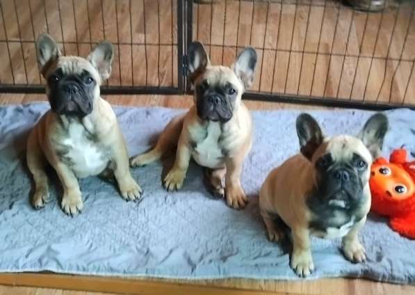 Щенки из питомника РКФ в Москве фото 4