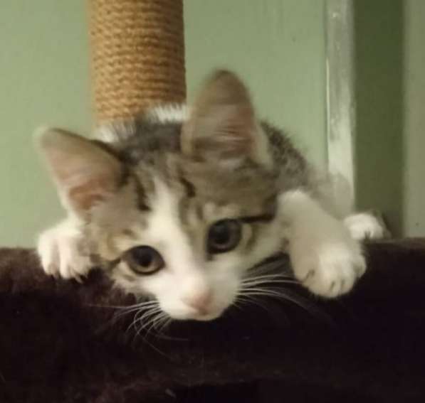 Котенок в добрые руки. Лео, добрейшая душа в Москве