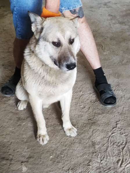 Ласковый и добрый пёс Гарри в приюте в Москве фото 4