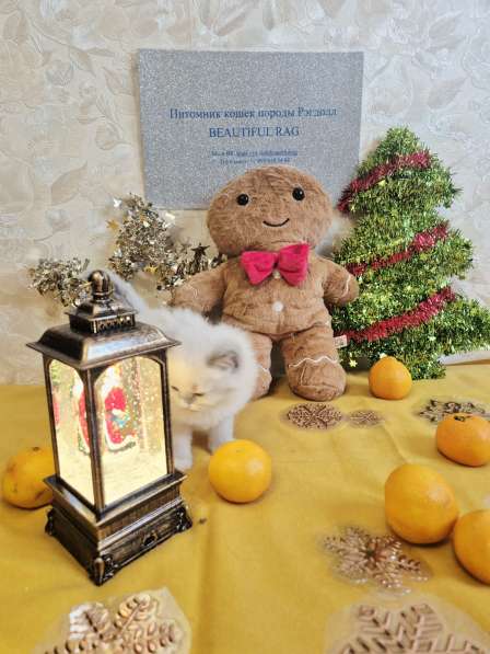 Милейшая Девочка Рэгдолл в Москве