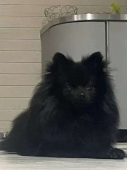 Немецкий шпиц в Санкт-Петербурге фото 5