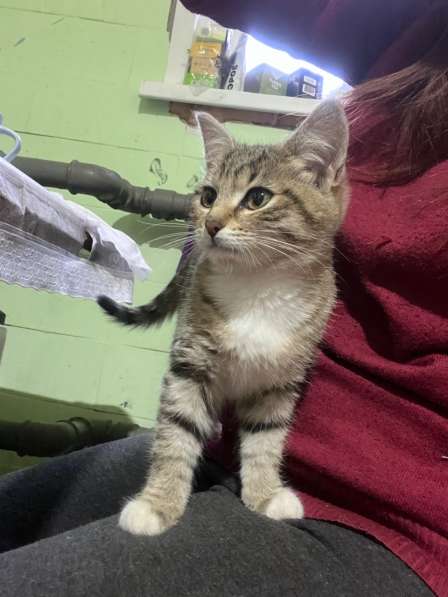 Это Салинка! Чудесная нежная девочка! в Москве