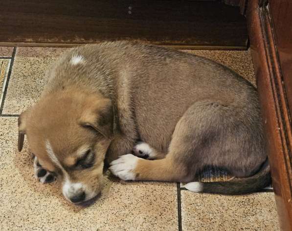 Отдам в добрые руки щенок в Москве